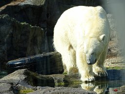 Tiergarten Schönbrunn am 23.03.2023